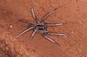 Miturga_ZZ345_D3444_Z_88_E. of Nuendah homestead_Australie